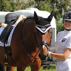 Dansk Varmblod Overgaards Victoria