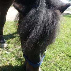 Anden særlig race Victor