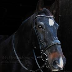 Oldenborg Emma (Dot) Hestbækgård