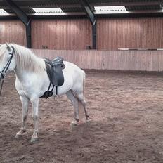 Anden særlig race Sokky