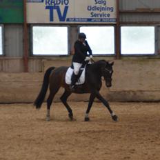 Dansk Varmblod Algirane