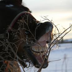 Tysk Sportspony Candy