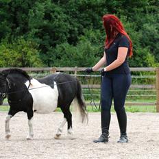 Shetlænder Stjernens Tiger