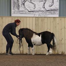 Shetlænder Stjernens Tiger