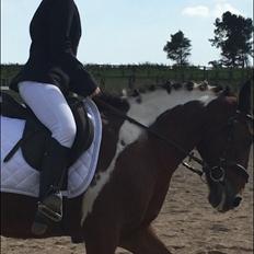 Anden særlig race Sandy