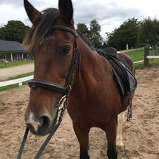 Anden særlig race Sandy