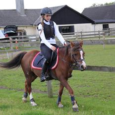 Welsh Mountain (sec A) Stendyssens Suprise Susapi