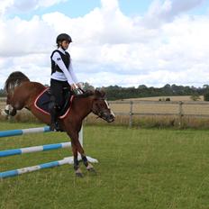 Welsh Mountain (sec A) Stendyssens Suprise Susapi