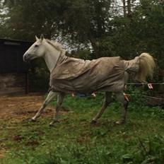 Polsk Varmblod Holli