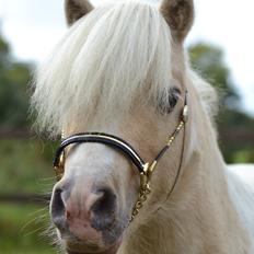 Amerikansk Miniature Birchwood UK Remarkable Ranger