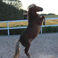 Miniature Blanding Lillemosegaard's My <3