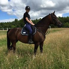 Dansk Varmblod Calibra-agg