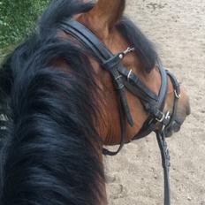 Anden særlig race Sabrina