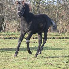 Anden særlig race DG´s Kahlúa Rush