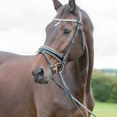 Dansk Varmblod Elversøes Chanel