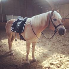 Haflinger Athæus mbm