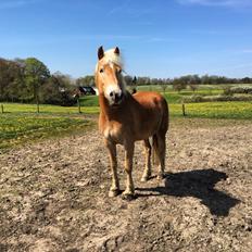 Haflinger Athæus mbm