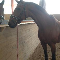 Dansk Varmblod La Di Da