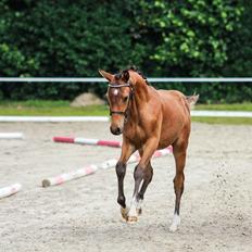 Dansk Varmblod Hedegaardens labaldi