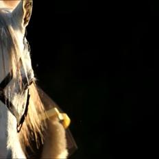 Arabisk fuldblod (OX) TIL MINDE om Gaudeamus