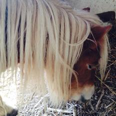 Anden særlig race Fila af Brobygaard