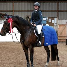 Dansk Varmblod Cille