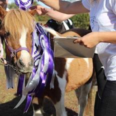 Anden særlig race Morelsgårdens Tøsen *Himmelhest*