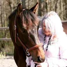 Dansk Varmblod Holmevangs Tess