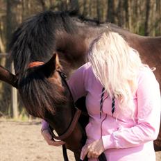 Dansk Varmblod Holmevangs Tess