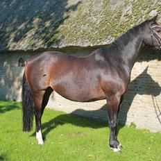 Anden særlig race Newclear p. (Himmelhest)