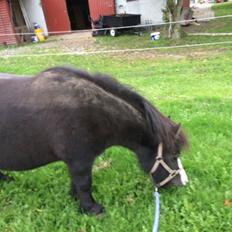 Anden særlig race Glimmer ~ SOLGT