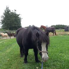 Anden særlig race Glimmer ~ SOLGT