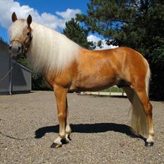 Haflinger Artaud Classwei af Åtte Bjerge