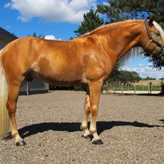 Haflinger Artaud Classwei af Åtte Bjerge