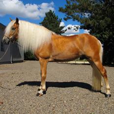 Haflinger Artaud Classwei af Åtte Bjerge
