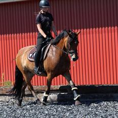 New Forest Stegstedgårds brenda