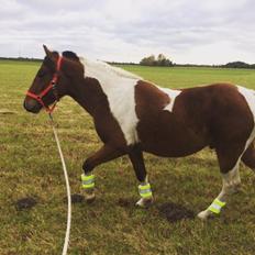 Anden særlig race Joey