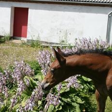 Dansk Varmblod Asbækhedes Flying Stardust R.I.P