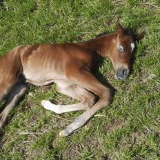 Dansk Varmblod Asbækhedes Flying Stardust R.I.P