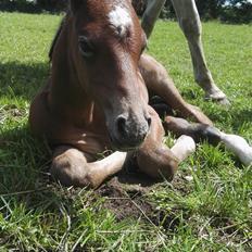 Dansk Varmblod Asbækhedes Flying Stardust R.I.P