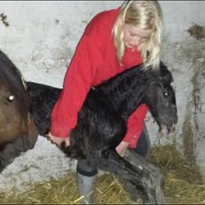 Irish Cob Claudemir's Kiki