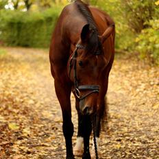 Dansk Varmblod Don Diego