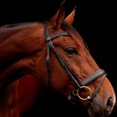 Dansk Varmblod Don Diego