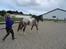 Appaloosa DIego