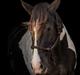 Irish Cob Lux