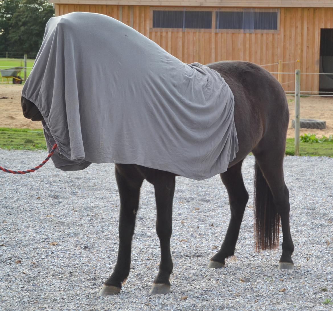 Islænder Dimma fra Trekanten billede 3