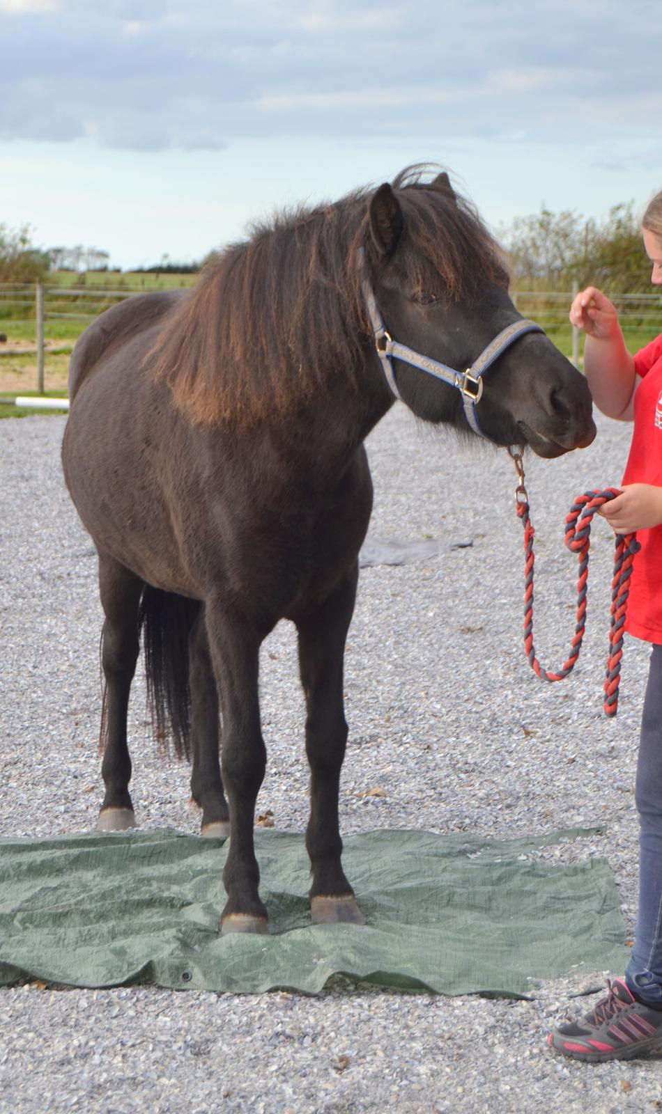 Islænder Dimma fra Trekanten billede 32