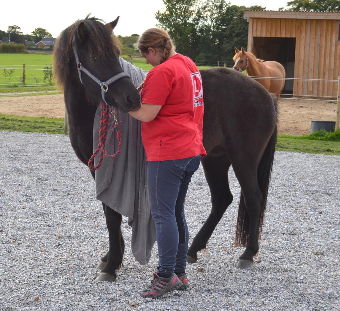 Islænder Dimma fra Trekanten billede 19