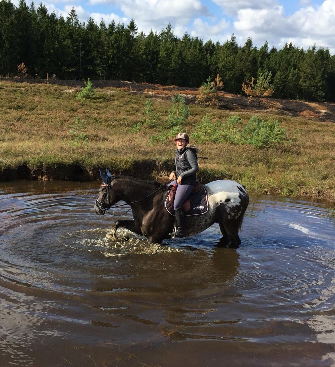 Knabstrupper Antoli´s Lynet billede 20