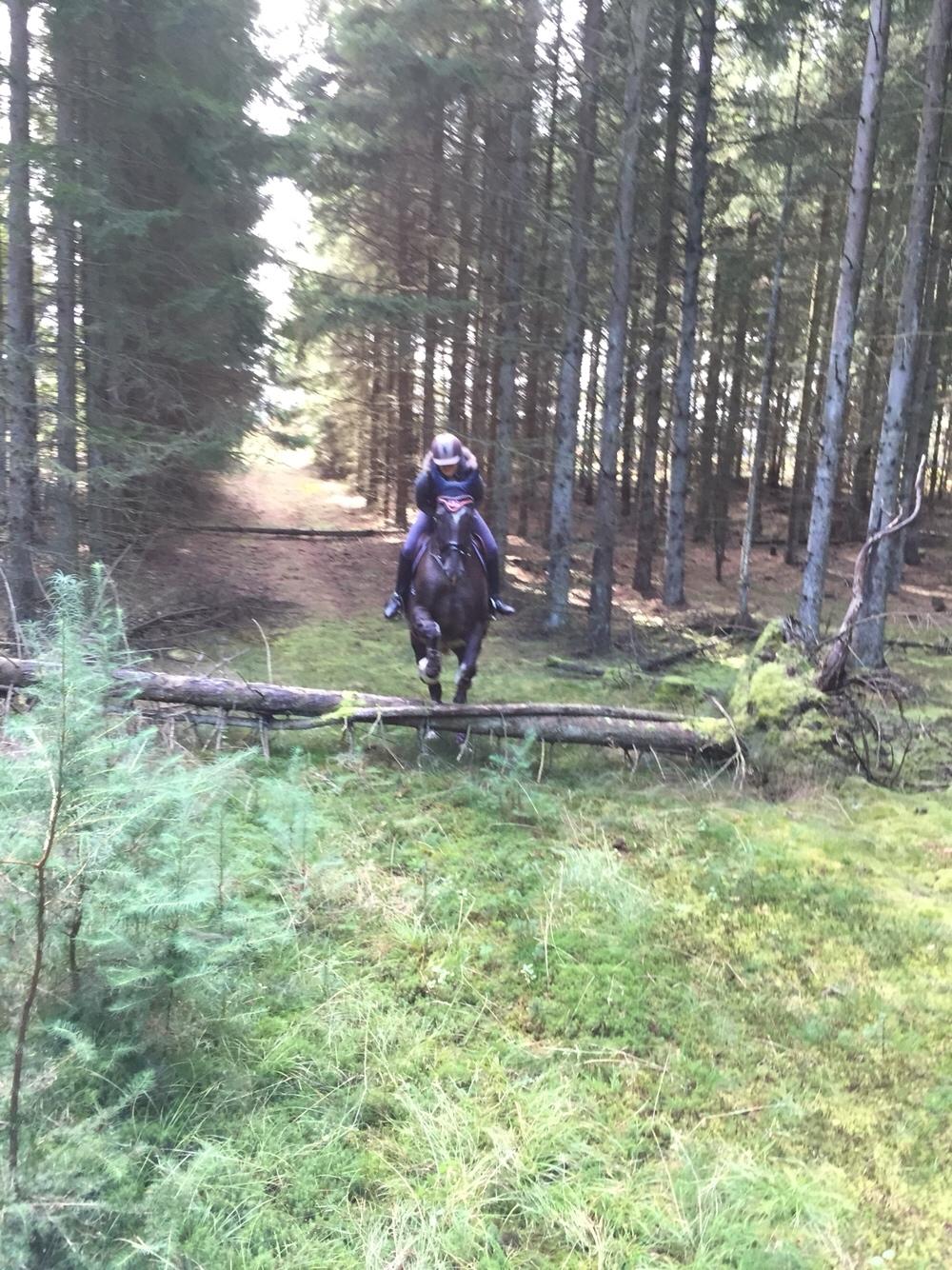 Knabstrupper Antoli´s Lynet billede 22